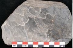 Foto (Detailansicht) von Lepidodendron sp.  (NHMW-GEO-2024-0188-11167)